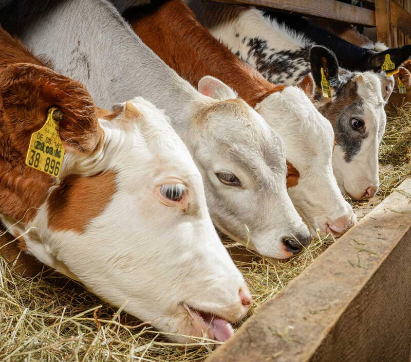 Landwirtschaft aus Leidenschaft Landwirtschaft aus Leidenschaft